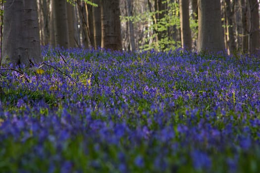 The bluebells flowers during springtime in Hallerbos, Halle, Belgium