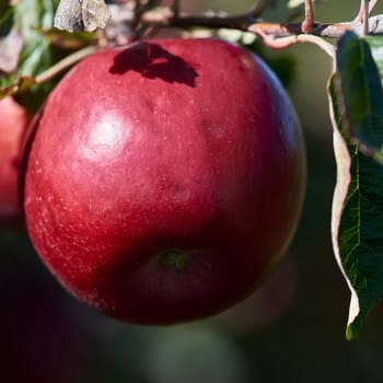 apple orchard at Lake Constance