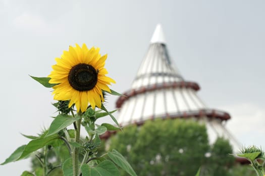 blooming sunflower. In the background the Millennium Tower in Magdeburg