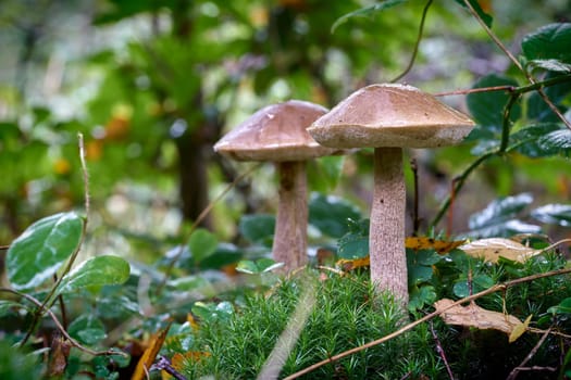Birch mushrooms on the forest floor in autumn