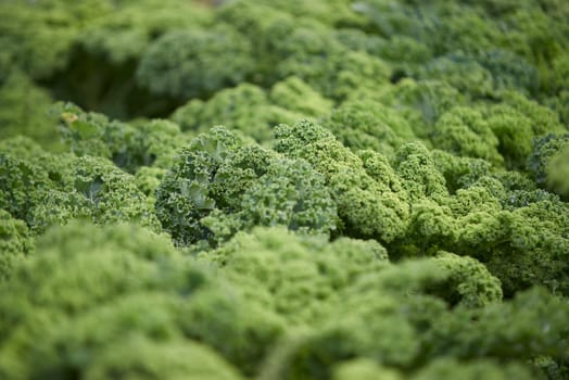 kale field on the reichenau on Lake Constance