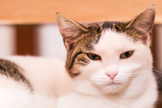 Portrait of a beautiful cat breed European