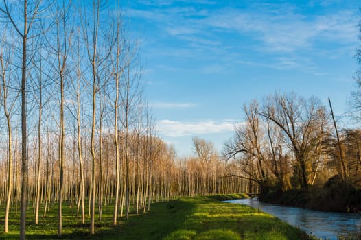 Nice agricultural landscape with poplars and river
