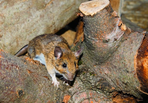 Rat