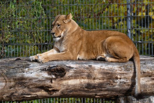Lioness