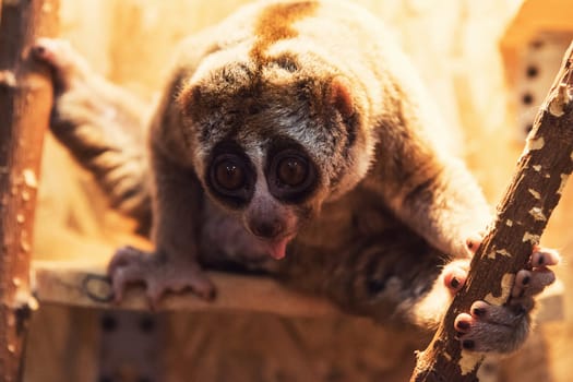 The beautiful slow loris closeup portrait