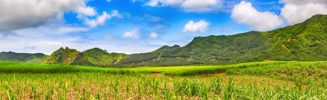 Beautiful landscape. View of a sugarcane and mountains. Mauritius island. Panorama