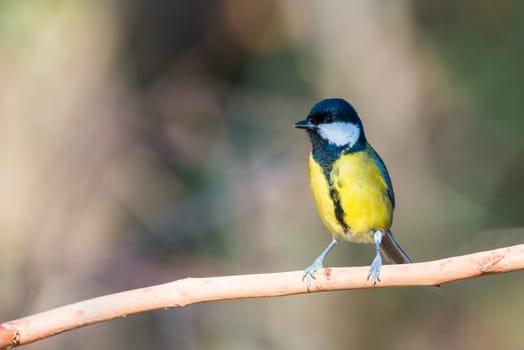 Flying Great Tit or Parus major with copy space for text