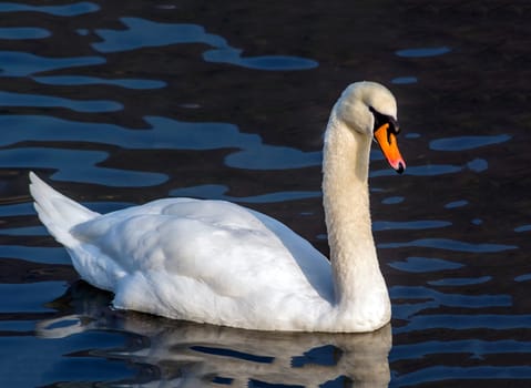 beautyful swan swimming on lake water