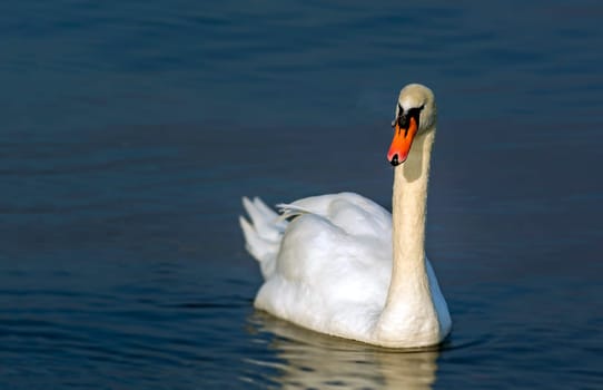 beautyful swan swimming on lake water