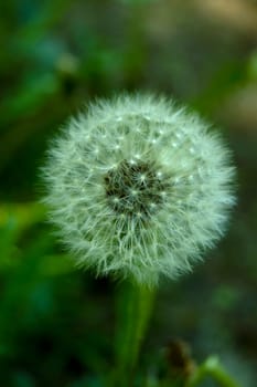 dandelion dandelion on green background