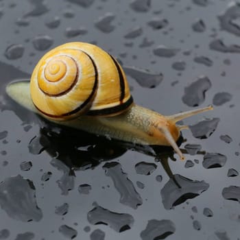 Snail after the rain with some water drops