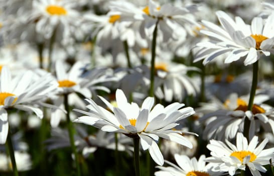 Margaritten