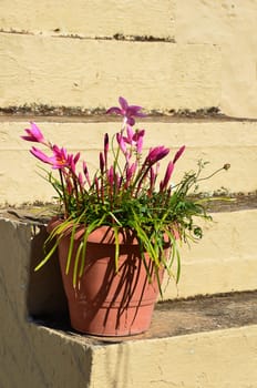 Flower pot on a staircase