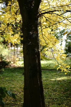 A Japanese gleditschie stands in a park in autumn and bears yellow leaves.