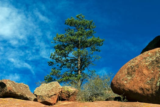 Red Rock with Pine in autumn day,Colorado,America.