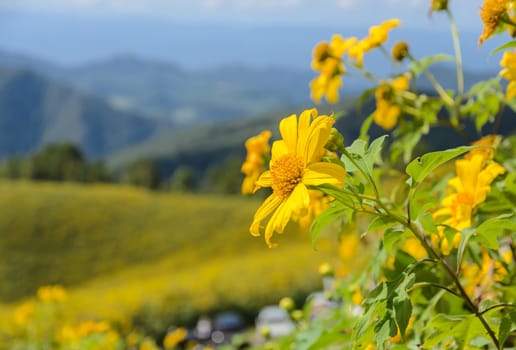 Wild Mexican sunflower blooming valley (Tung Bua Tong ) at Doi Mea U Koh in Maehongson Province, Thailand.