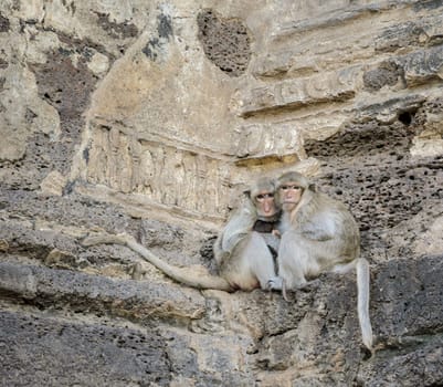 Monkey family sitting on the rock of ancient temple in Thailand