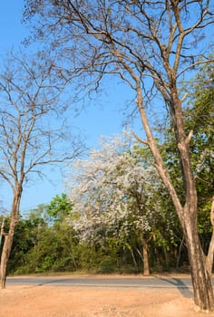 Road along with pink flower Lagerstroemia loudonii trees in full bloom