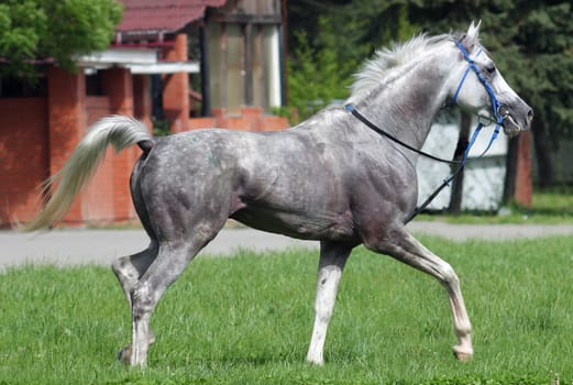 Beautiful arabian horse.