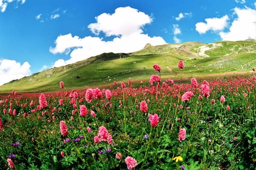 Summer in Dombay,Western Caucasus,Russia.