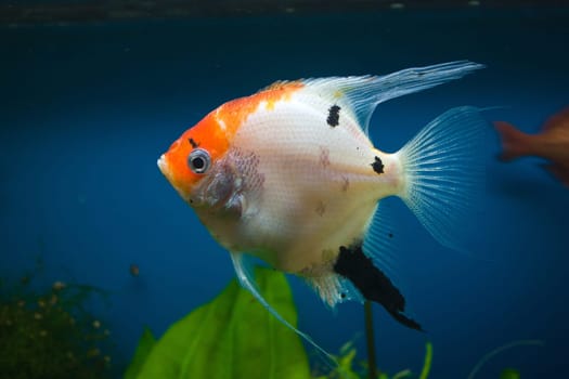 Exotic fishes in an aquarium