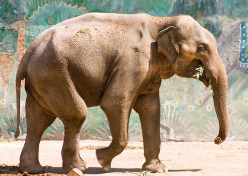 Dynamic pic of a asian elephant. The elephant is walking alone
