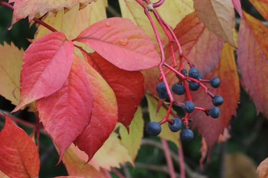 red autumn foliage -nature autumn background