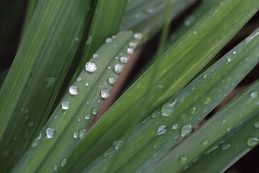 water drops on the green grass- close up