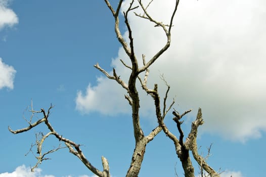 dead tree under a blue cloud sky