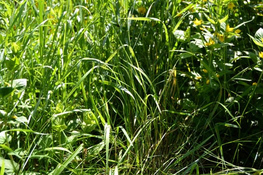 grass on a wild meadow