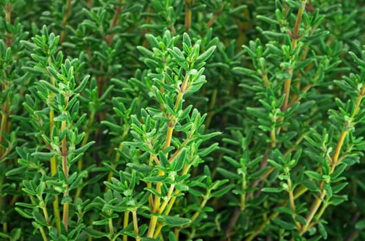 Genuine thyme,used as a healing and spice plant