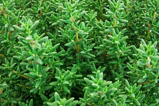 Genuine thyme,used as a healing and spice plant