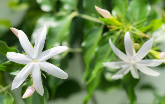 Jasmine flowers and buds close up