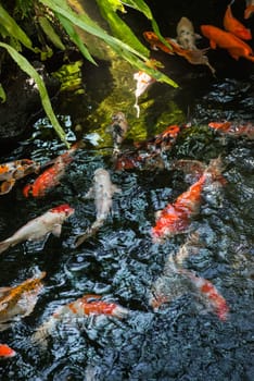 Koi fish in a pond on a sunny day