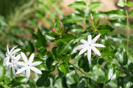 Jasmine flowers and buds close up