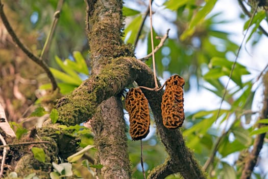 Unusual Seed Pods in the Monteverde Cloud Forest in Costa Rica