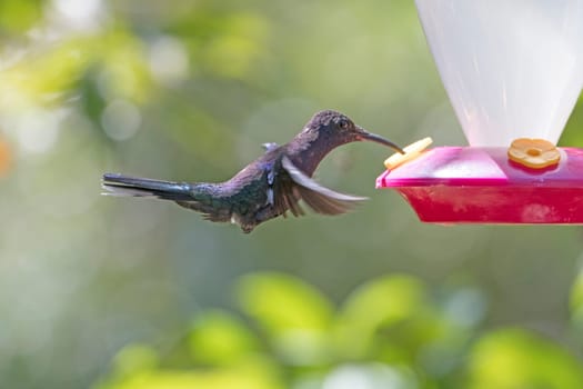 Violet Sabrewing Hummingbird at a feeder near the Monteverde Cloud Forest in Costa Rica