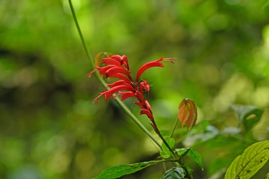 Unique Red Flowers in the Monteverde Cloud Forest in Costa Rica