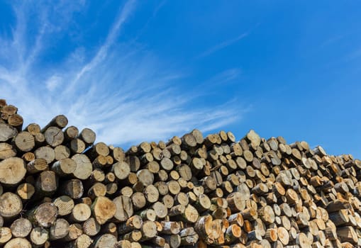 Large quantity of cut and stacked pine timber waiting to be transported, prepared for winter felled by the logging timber industry..