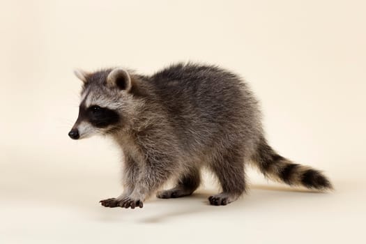 Raccoon (Procyon lotor),young,age 4 months,captive