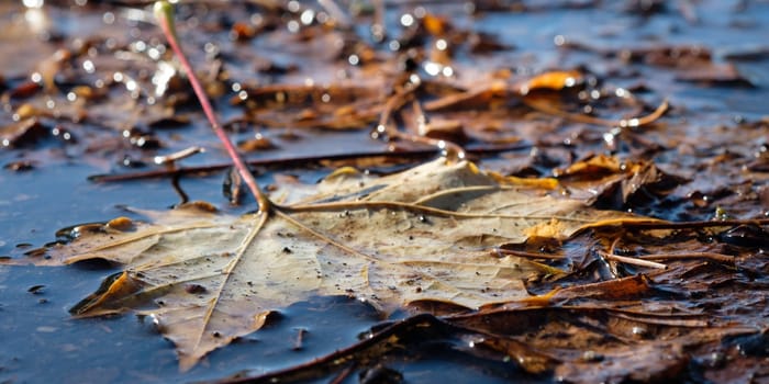 Yellow maple leaf in autumn in the water of a puddle in the backlight