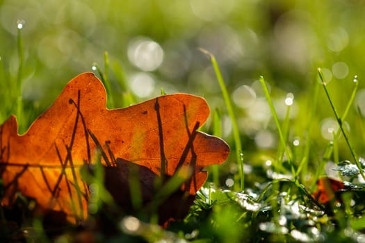 Leaf in autumn in contrast with bokeh blur on meadow