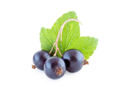 black currants isolated on white,bunch of fresh fruits