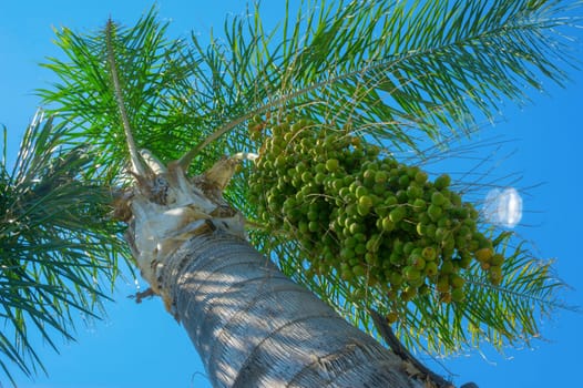 Date palm on a background of the sky close-up.
