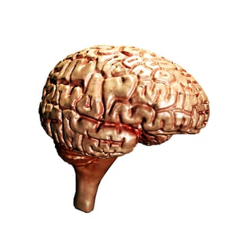 brain isolated on white background