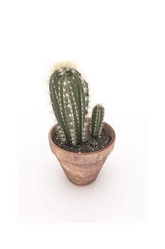 cactus in a pot isolated on white background