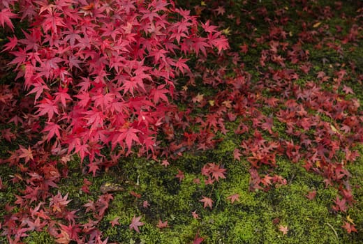 Autumn maple tree with red fallen carpet leaves on grass in Japan