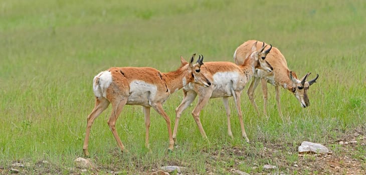 Trio of Pronghorn on a Prairie Ridge in Custer State Park in South Dakota