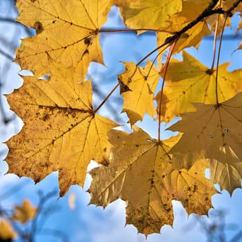 Leaves of a maple tree with yellow autumn color in a forest
